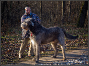 גורי וולף-האונד אירי
