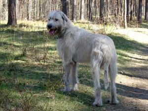 לאיזה גודל מגיעים כלבי זאב?