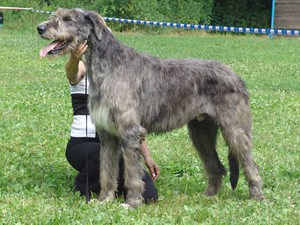 האכלת כלבי זאב