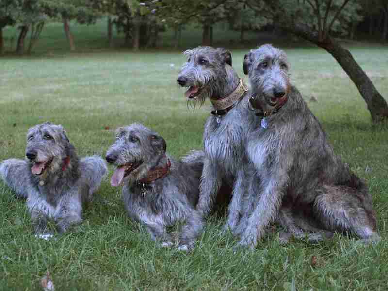 אילוף כלבי זאב