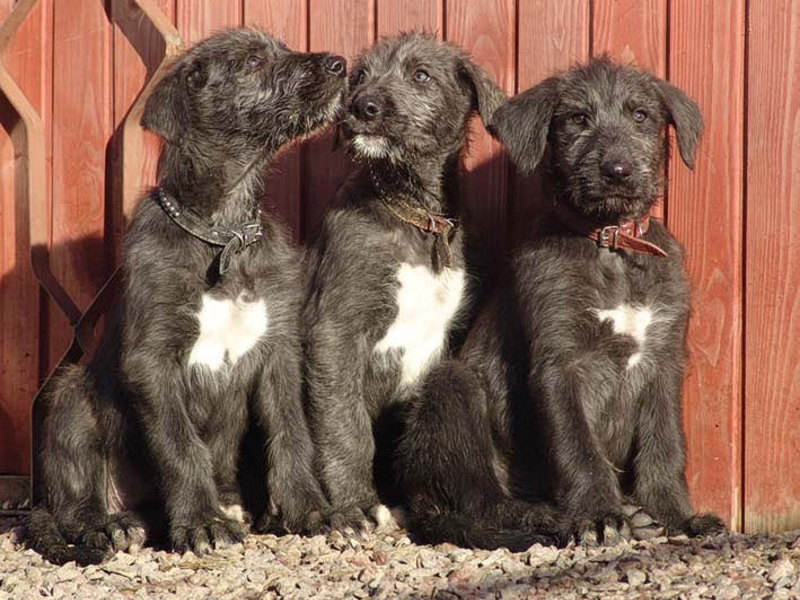 גזע כלב-זאב אירי