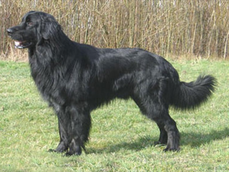 מראה של כלב זאב