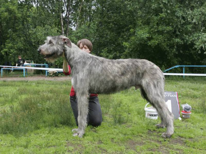 גורי וולף-האונד אירי