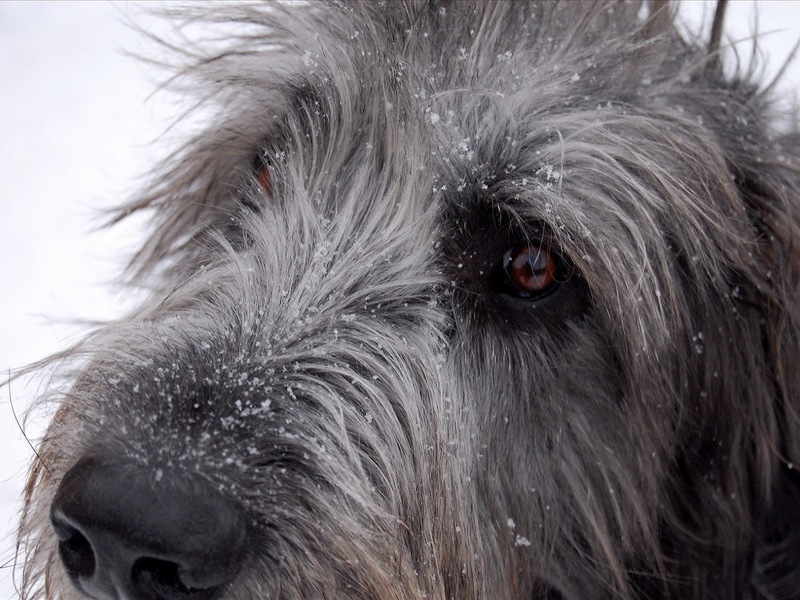 טיפול בכלב זאב