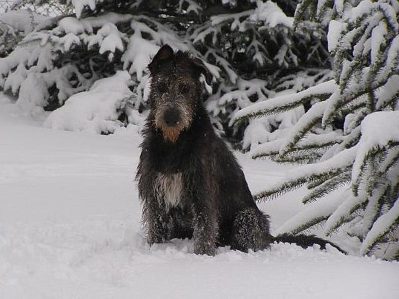כלב זאב בבית