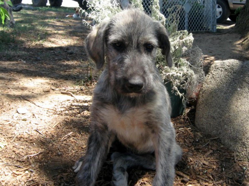 שמירה על כלבי זאב