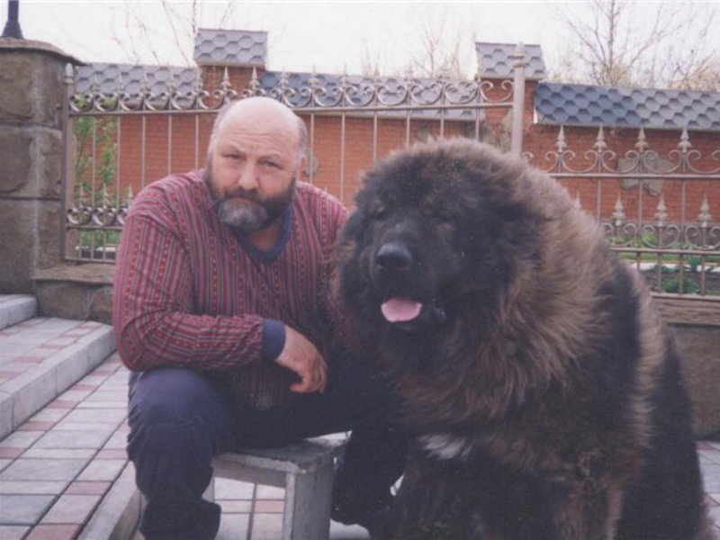 דמות כלב זאב