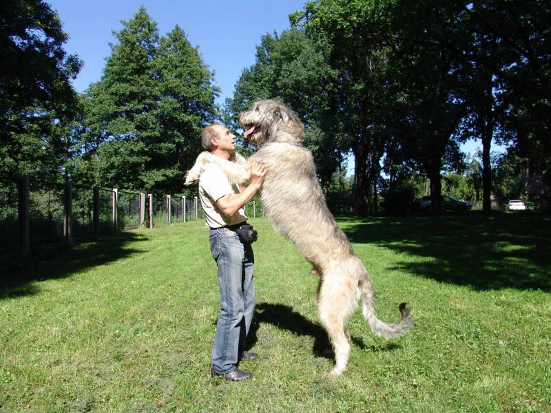 טיפול בכלב זאב