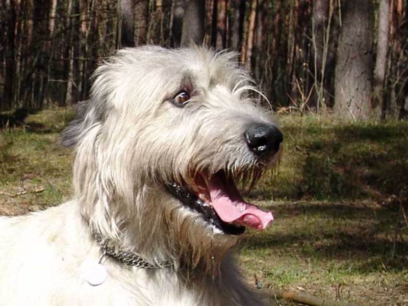 גזע כלבים וולפאונד