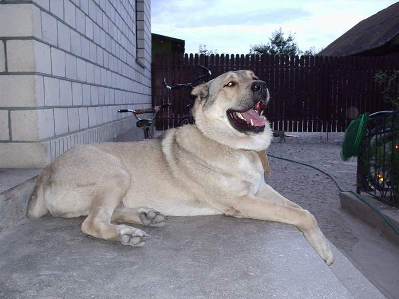 כלב וולפאונד, גודלו