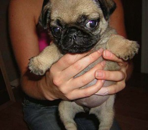 גור פאג איך לטפל בפאגים