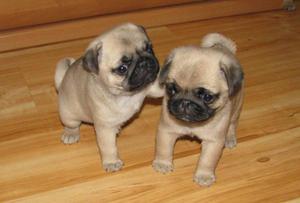 בריאות הפאג בריאות הפאג