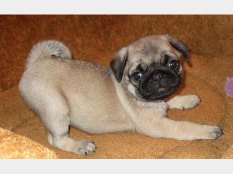 פאג מצחיק גור פאג