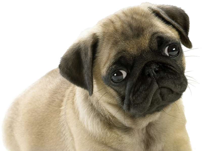 כלבי פאג מאפייני גזע הפאג