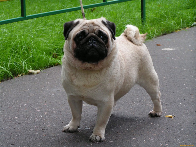 גזע כלב פאג כלבי פאג