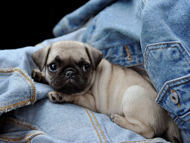 כלבי פאג גור פאג