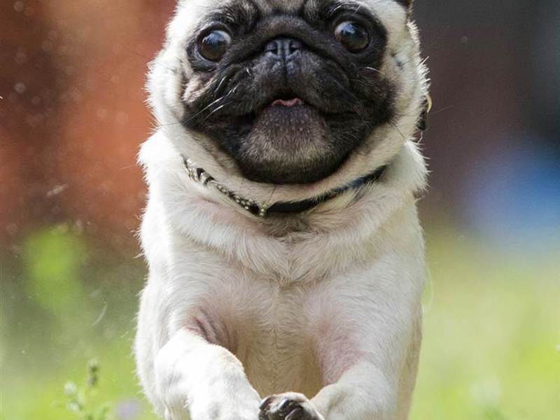 איך לטייל עם פאגים המראה של כלב פאג