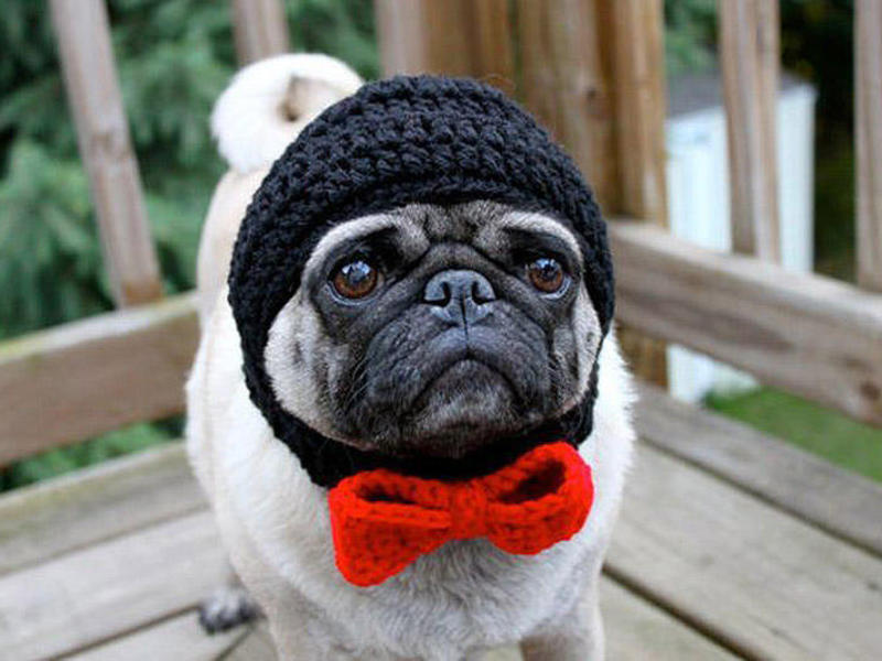 גור פאג מאפייני גזע הפאג