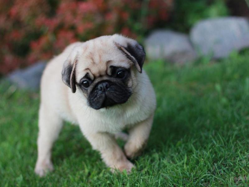 טיפול בפאג האכלת פאגים