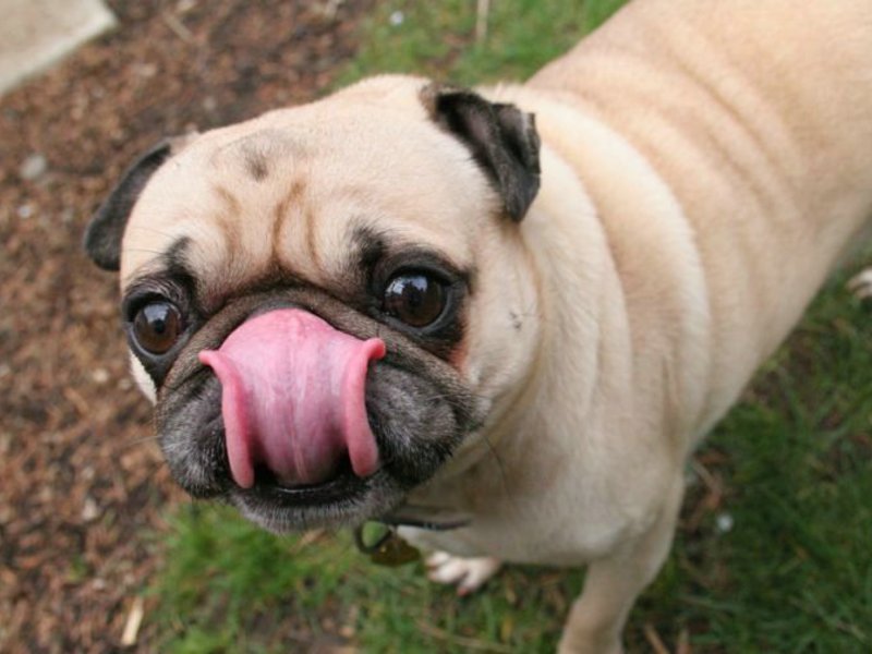 פאג מצחיק הרגלי פאג