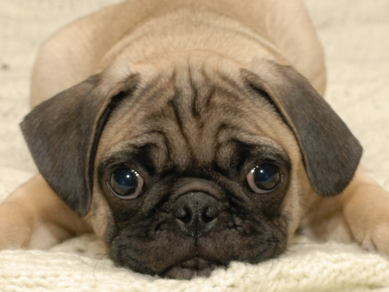 כלבי פאג גורי פאג