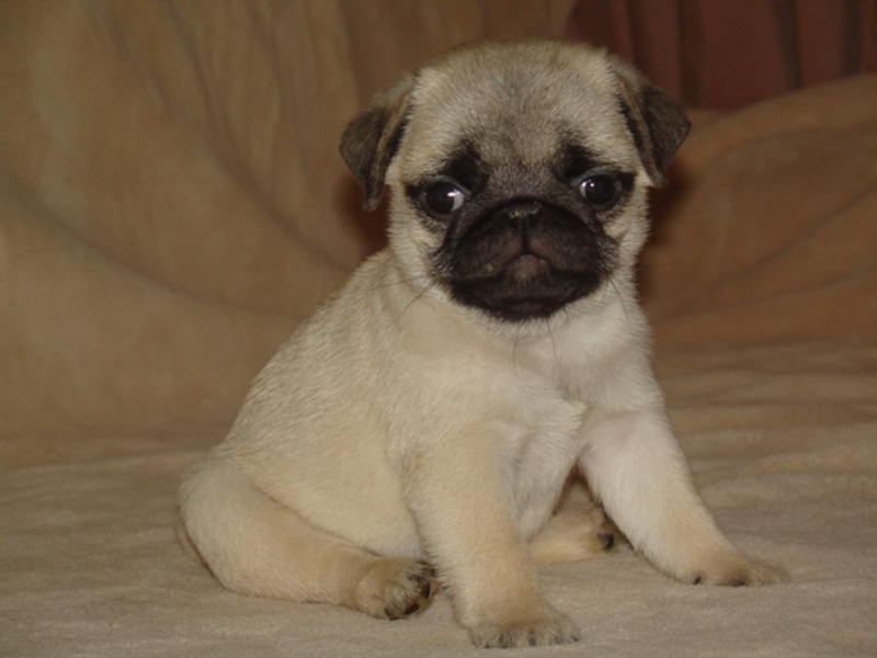 גור פאג גור פאג