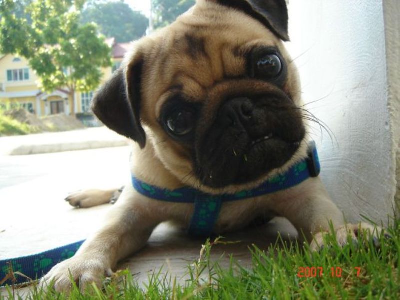 תיאור גזע הכלב פאג גזע כלב פאג