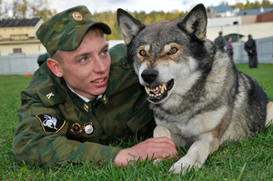 היסטוריה של מקור הגזע תיאור והרגלים של כלבי זאב
