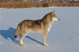 תיאור גזע כלב הזאב גיג'וריד של זאב וכלב