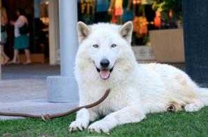 אופיים של כלבי זאב מאפייני גזע
