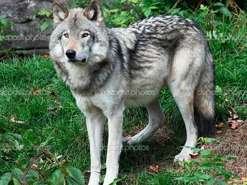 צביעת כלב זאב מאפיינים ייחודיים של כלב זאב