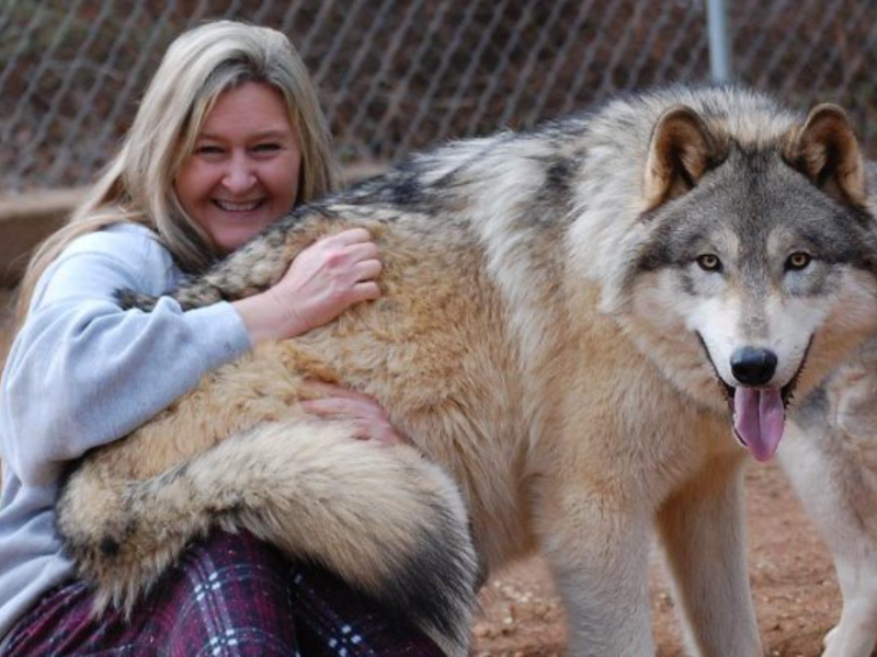 תיאור של כלבי זאב מה מיוחד בגזע הכלבים הזה?