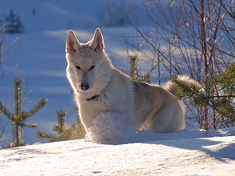 מאפייני כלבי זאב כיצד נוצר גזע הכלבים