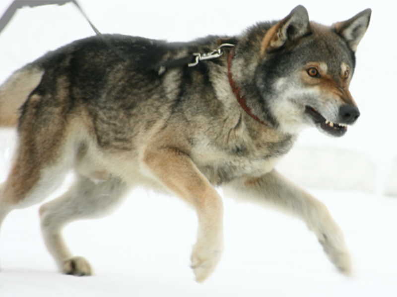 איך לגדל כלבי זאב איך נראה כלב זאב?