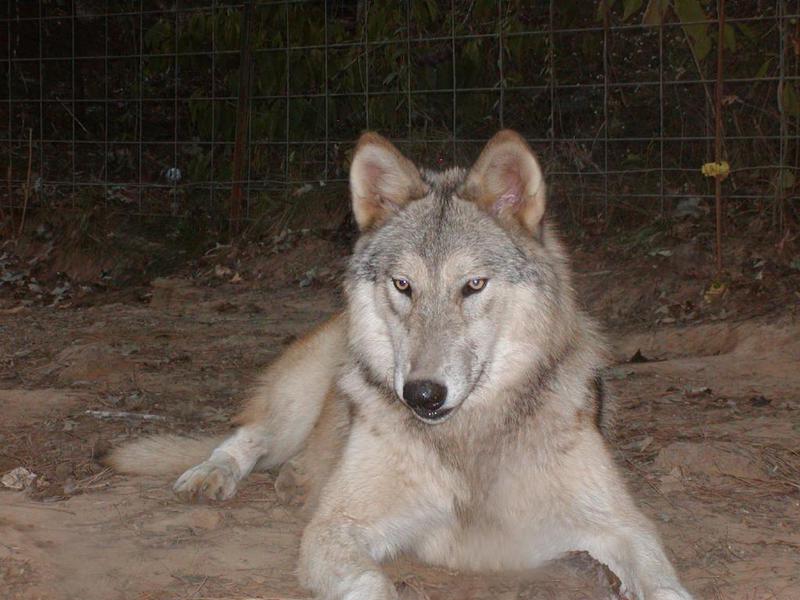 תכונות אופי חיצוניות של כלבי זאב מאפייני גזע