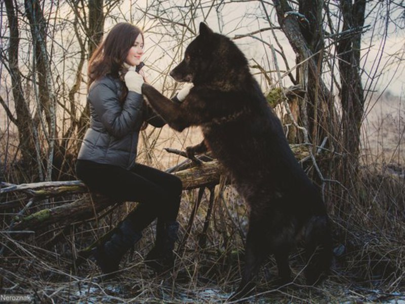גדלי כלבים מה גודלם של כלבי זאב?