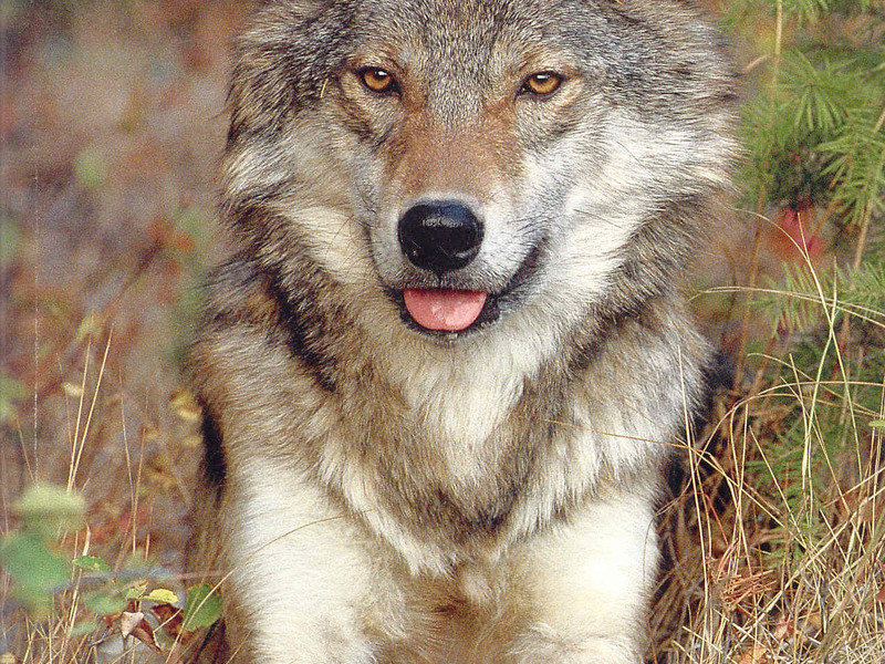 איך נראה כלב זאב? מאפייני כלבי זאב