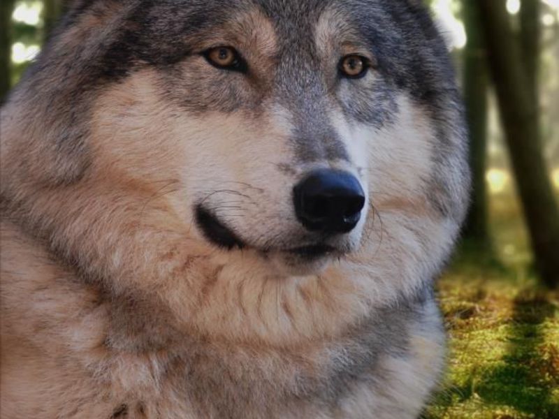 כלבי זאב ותחזוקתם היסטוריה של מקור הגזע
