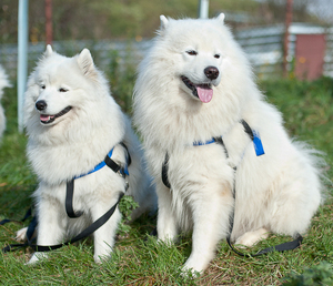 כלב סמויד: מאפייני גזע ותמונות, בחירת גור ומחיר
