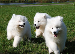 סמויד מעיל כלב סמויד