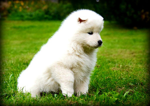 אילוף גורים איך לאלף כלב סמויד