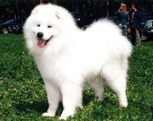 שמירה על לייקה סמוידית מוזרויות של תחזוקת גזע