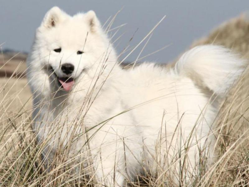 כלבי סמויד טיפוח כלבי סמויד