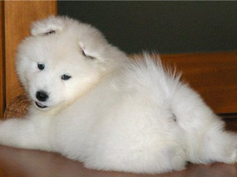 גזעי כלבים יקרים כלב סמויד