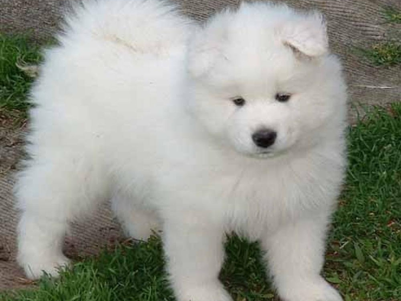 כלב סמויד לבן גורי סמויד