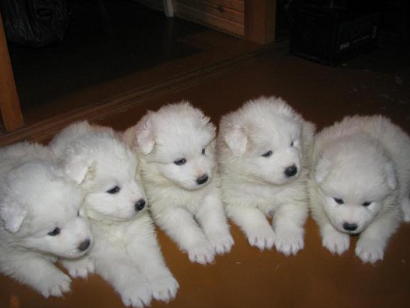 גורי סמויד גזעי כלבים