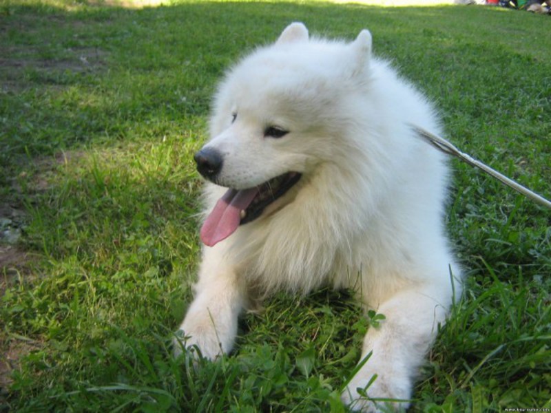 איך לגדל סמויידים גידול כלבי סמויה