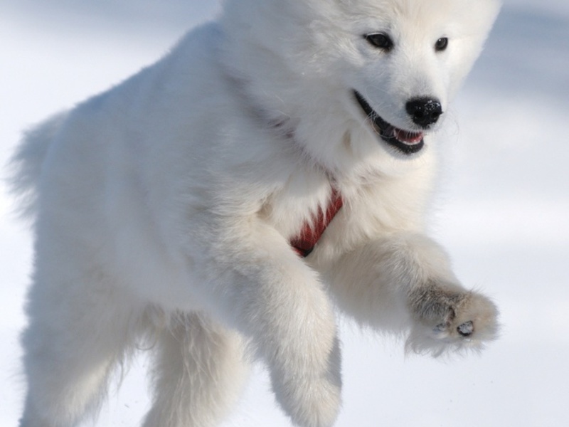 איך נראה כלב סמויד? מראהו של כלב סמויד