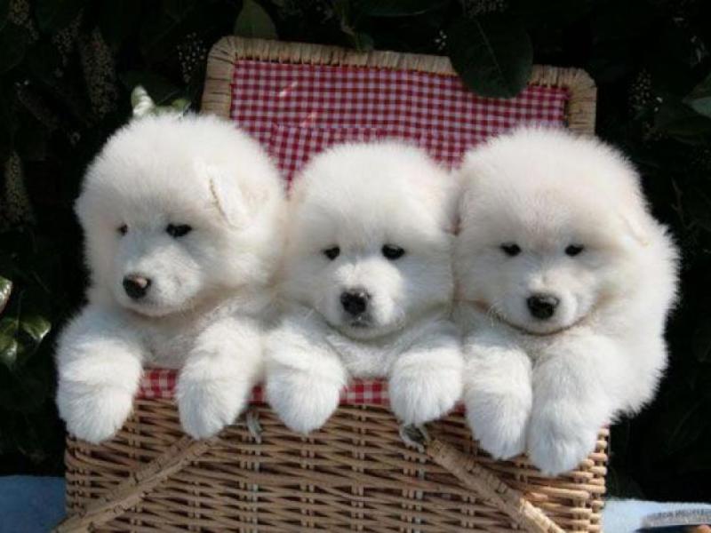 גורים שלגיים אישיות כלב סמויד