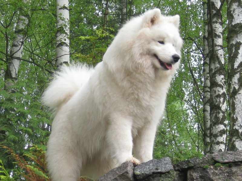 כלב סמויד איך לאלף כלב סמויד